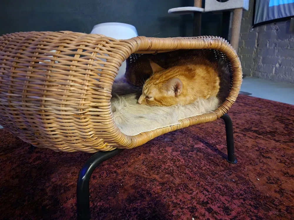 Le Chat Noir Bookstore & Cat Lounge cat cafe in Redlands - cats