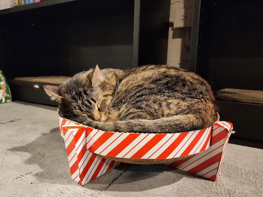 Le Chat Noir Bookstore & Cat Lounge cat cafe in Redlands - atmosphere