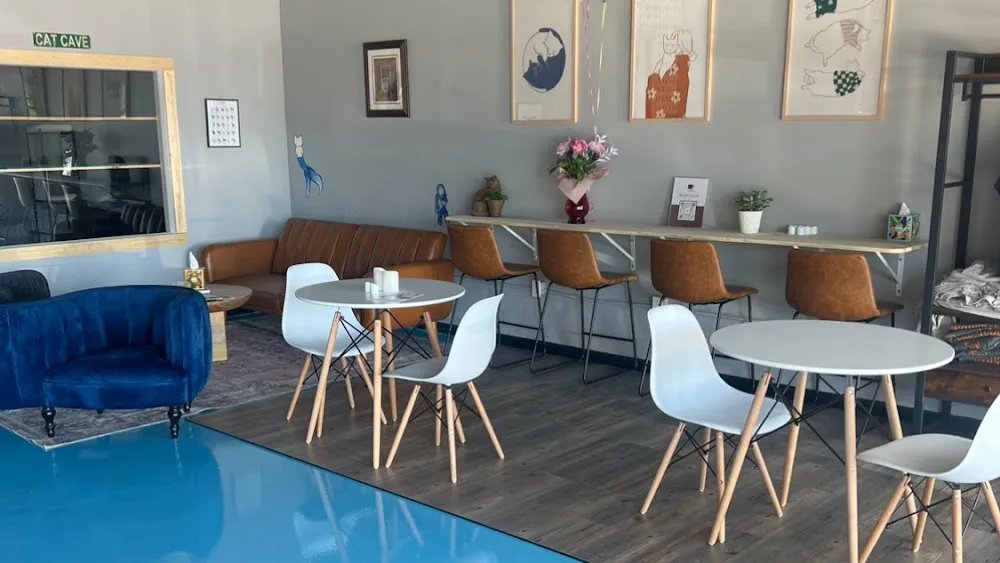 Lone Star Pawz CATfé cat cafe in Pearland - interior