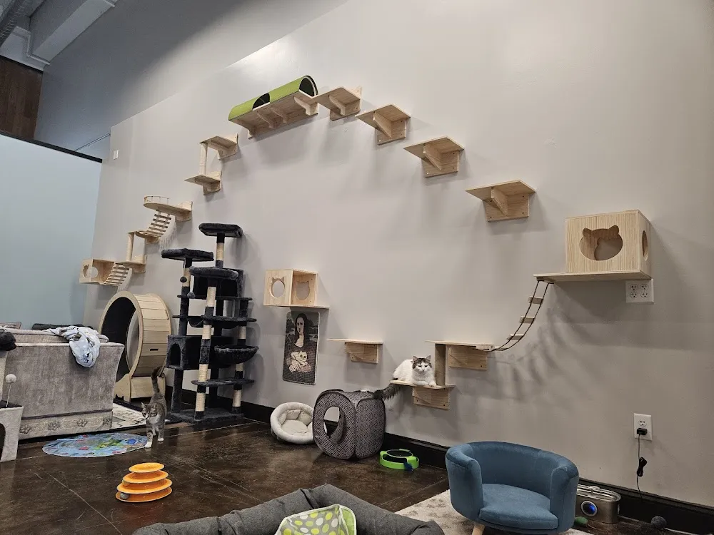 Lucy & Oscar's Cat Cafe cat cafe in Elizabethtown - interior