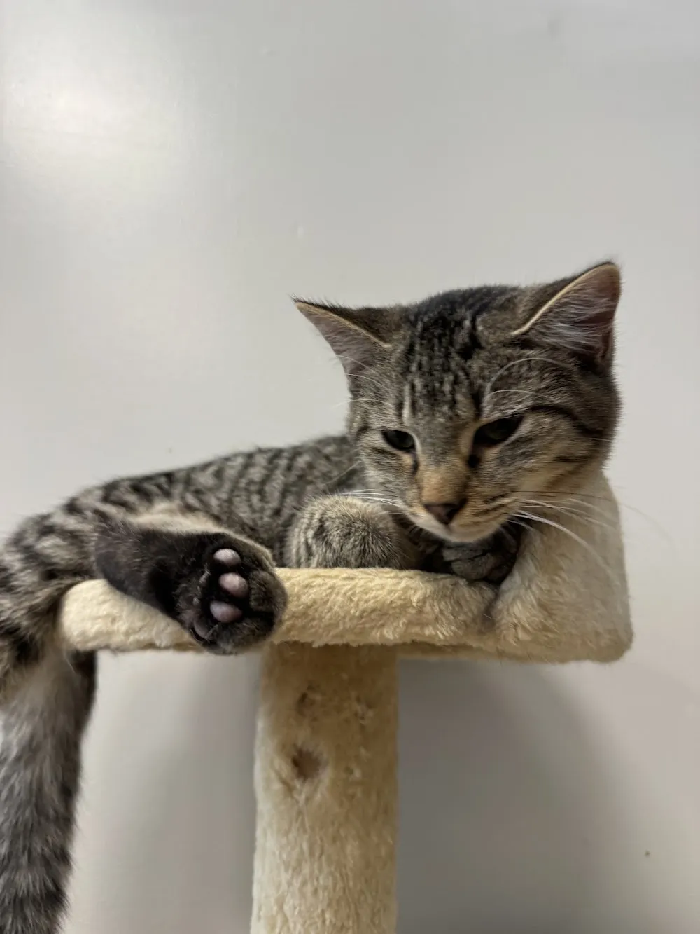 Lucy & Oscar's Cat Cafe cat cafe in Elizabethtown - cats