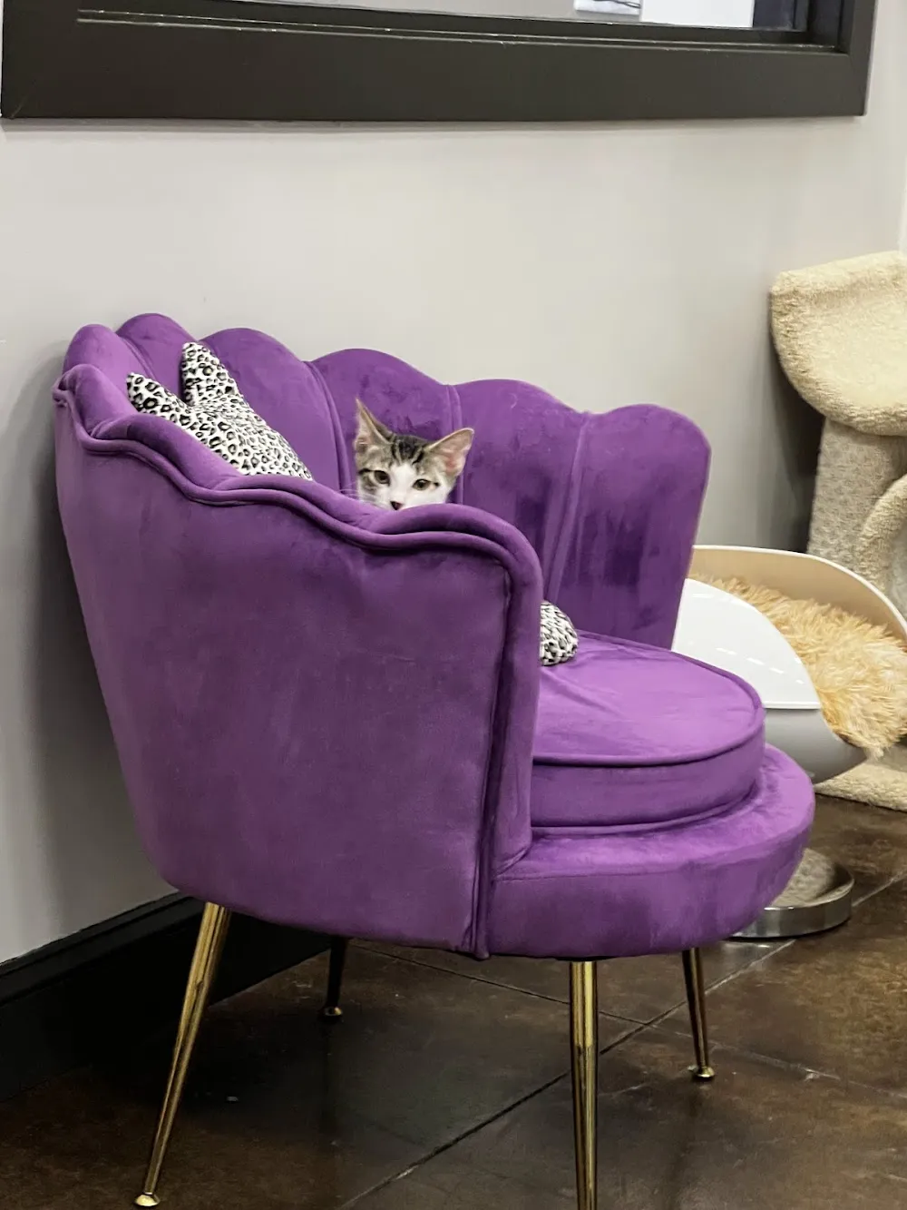 Lucy & Oscar's Cat Cafe cat cafe in Elizabethtown - atmosphere