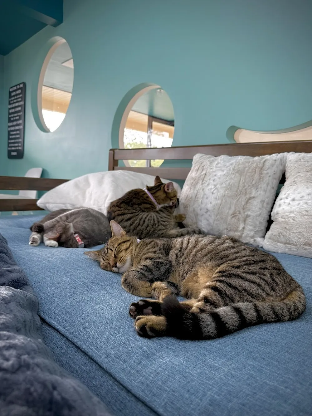 Luna Cat Collective cat cafe in Ellicott City - cats