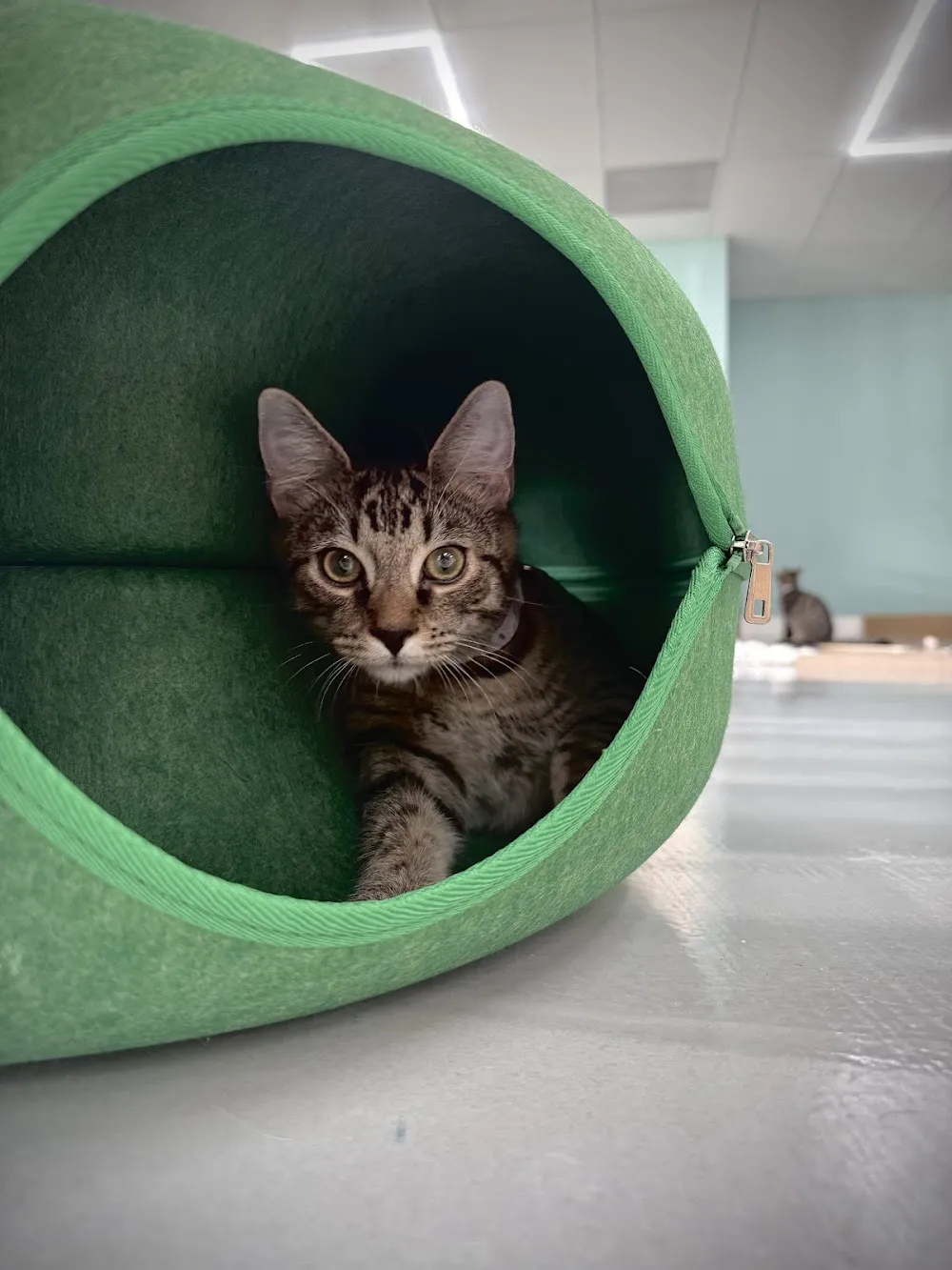 Luna Cat Collective cat cafe in Ellicott City - atmosphere