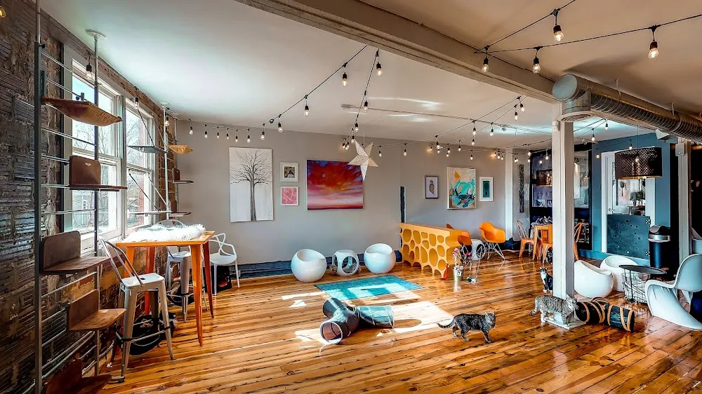 Mac Tabby Cat Cafe - Charlotte cat cafe in Charlotte - interior