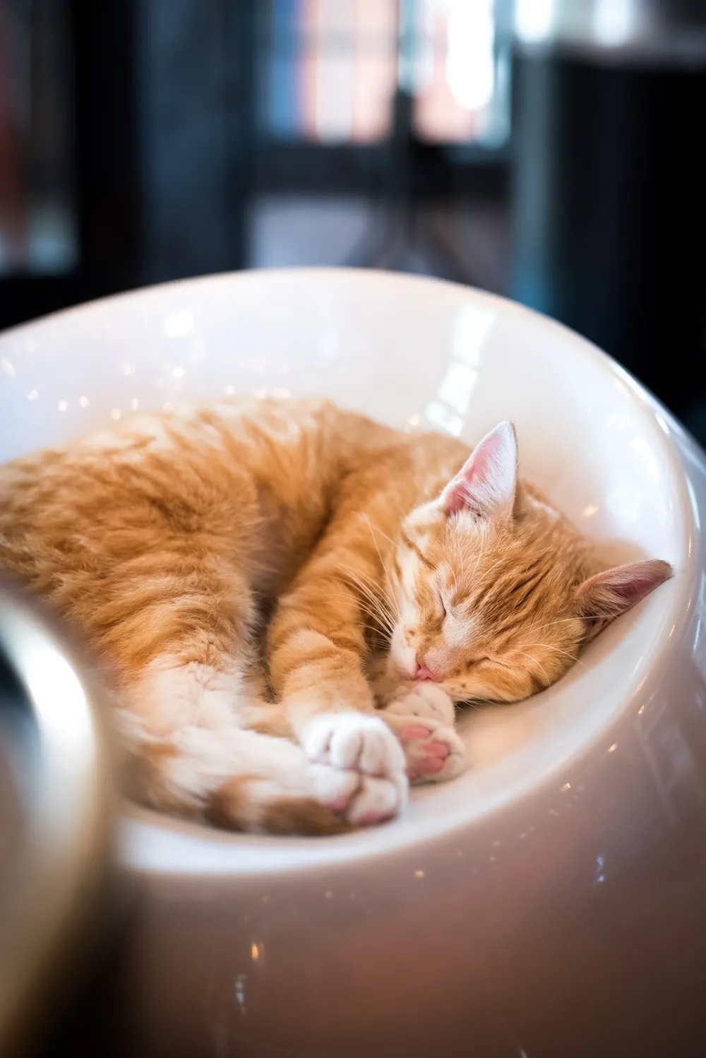 Mac Tabby Cat Cafe - Charlotte cat cafe in Charlotte - cats