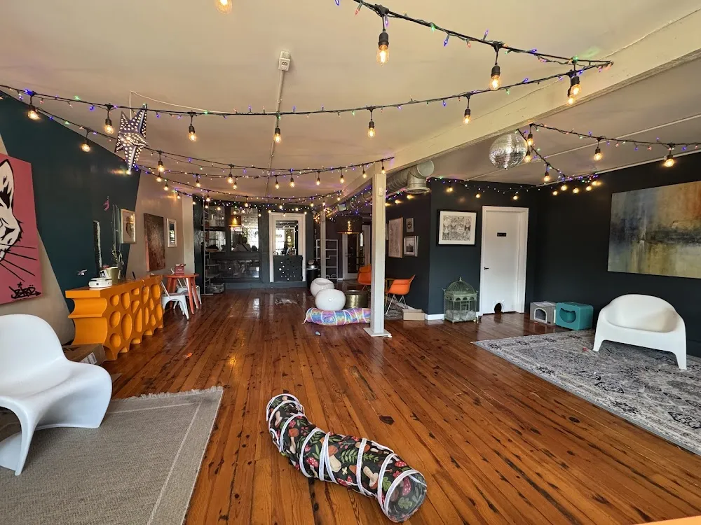 Mac Tabby Cat Cafe - Charlotte cat cafe in Charlotte - atmosphere