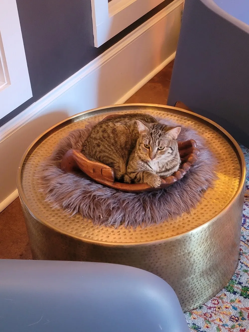 Mac Tabby Cat Cafe - Concord cat cafe in Concord - cats