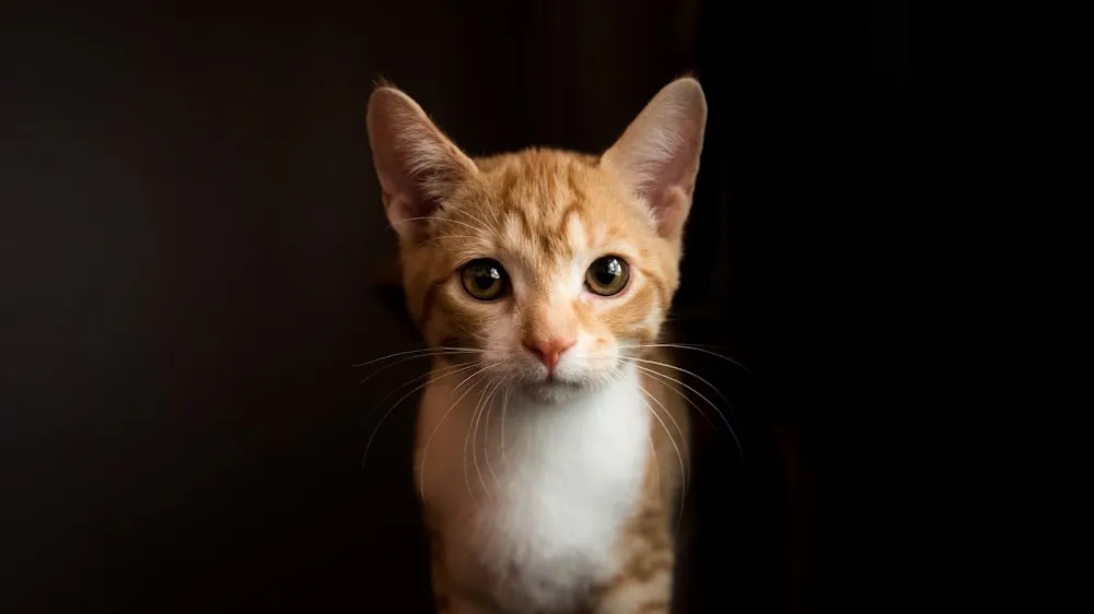 Mac Tabby Cat Cafe - Concord cat cafe in Concord - atmosphere