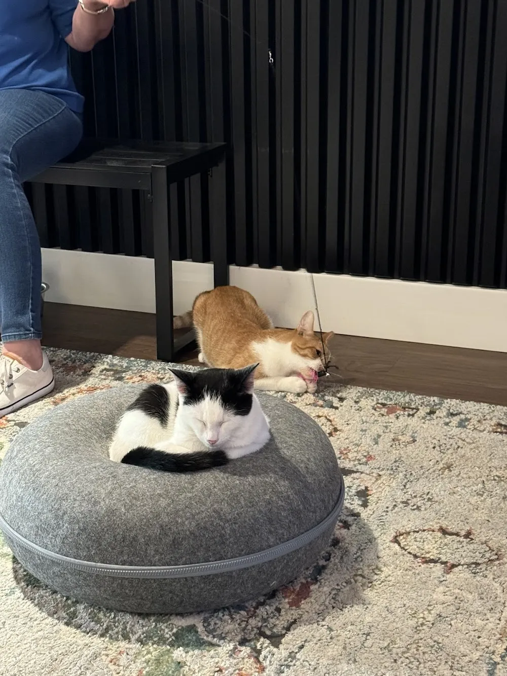 Mac Tabby Cat Cafe - Salisbury cat cafe in Salisbury - cats