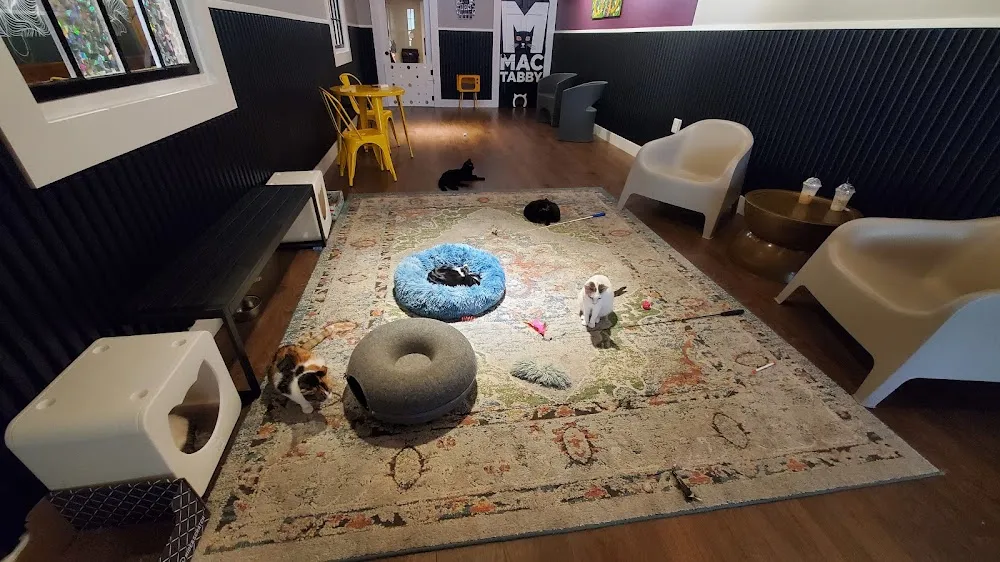 Mac Tabby Cat Cafe - Salisbury cat cafe in Salisbury - atmosphere