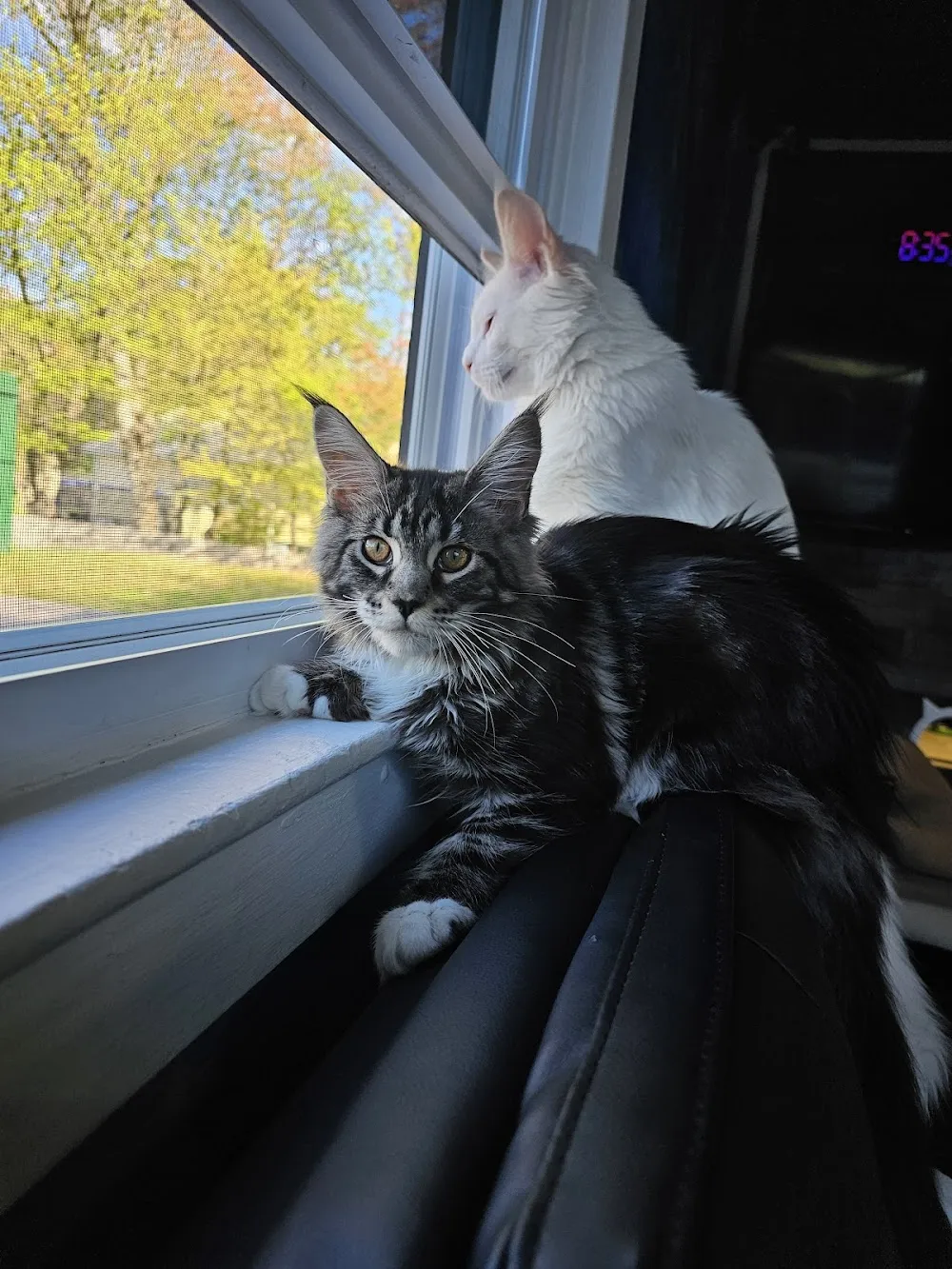 Mad Cats And More cat cafe in Coventry - cats