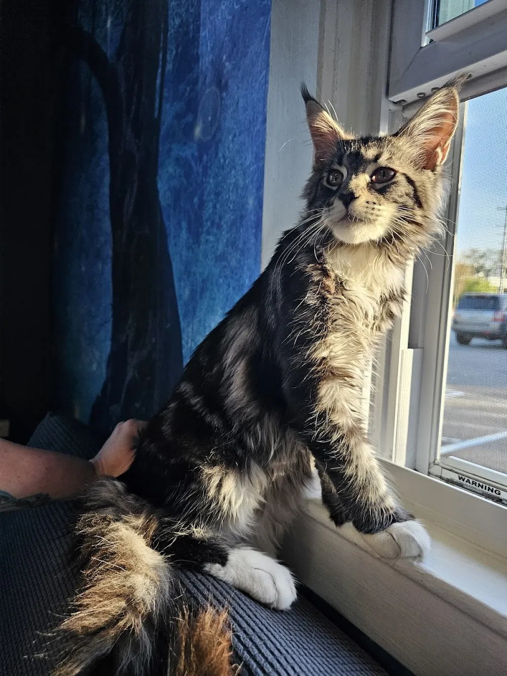 Mad Cats And More cat cafe in Coventry - atmosphere