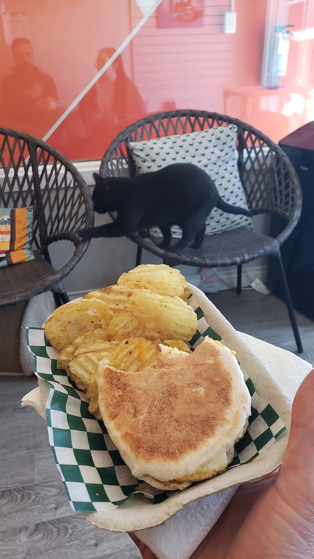 Mad Catter Cafe cat cafe in St. John's - cats