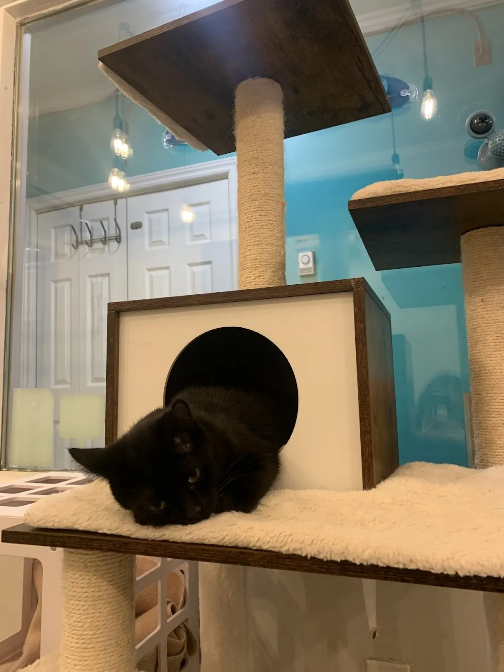 Mad Catter Cafe cat cafe in St. John's - atmosphere