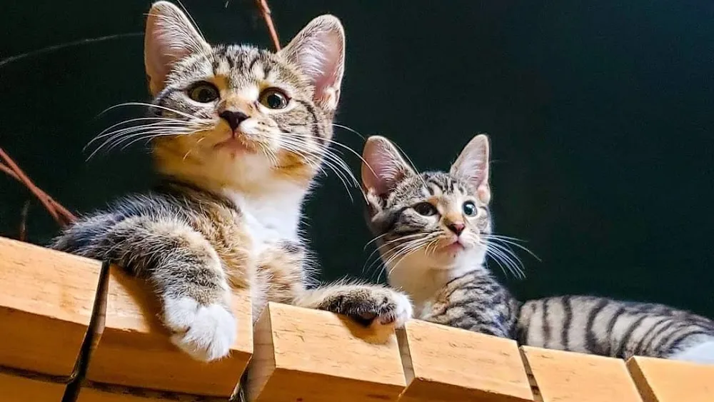 Mad Dogs and Crazy Cats cat cafe cat cafe in Alliance - atmosphere