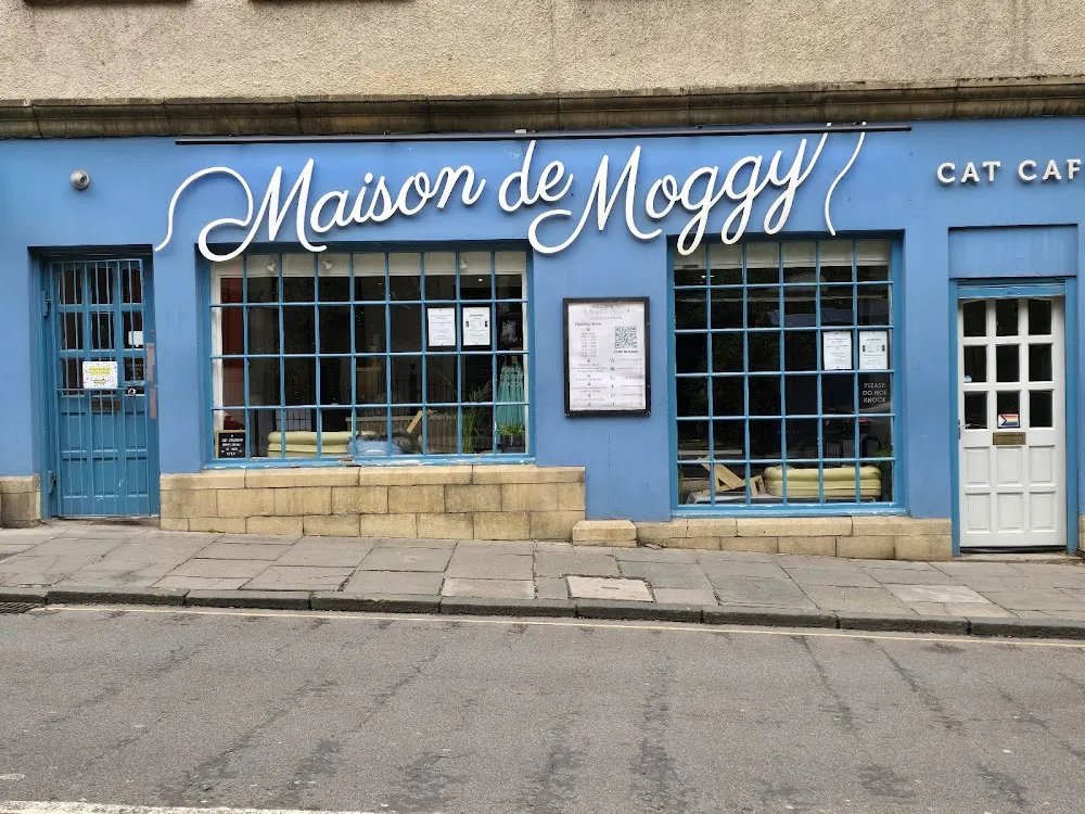Maison de Moggy cat cafe in Edinburgh - interior