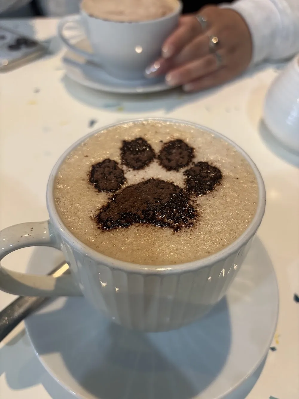 Maison de Moggy cat cafe in Edinburgh - cats