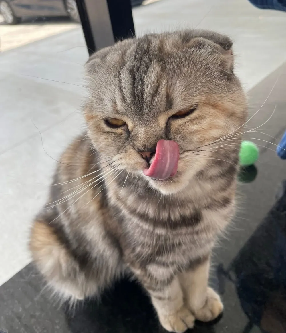 Malu Cat Cafe cat cafe in Garden City - atmosphere