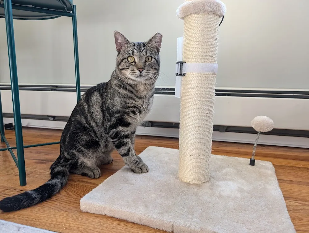 Marcie's Angels Cat Cafe cat cafe in Glastonbury - atmosphere