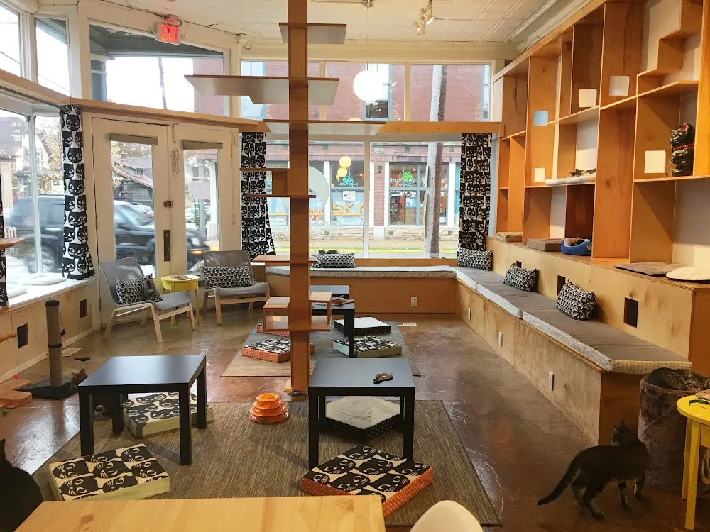 Mauhaus Cat Cafe cat cafe in Maplewood - interior