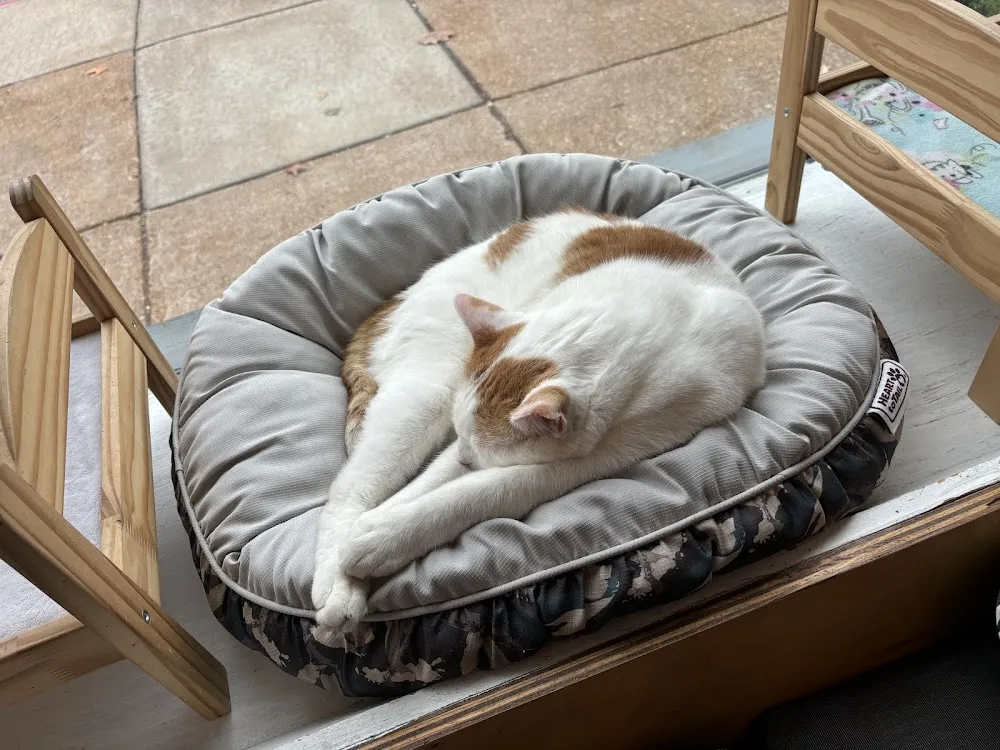 Mauhaus Cat Cafe cat cafe in Maplewood - atmosphere