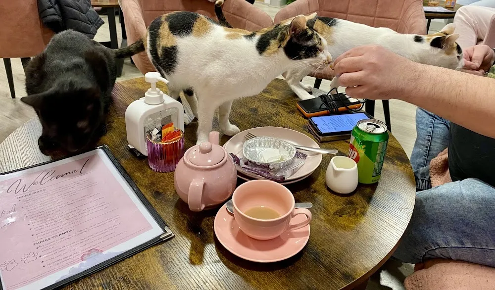 Meow Cat Café Colchester cat cafe in Colchester - interior