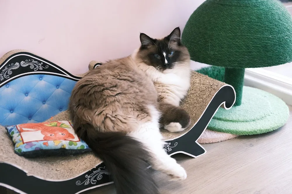 Meow Cat Cafe cat cafe in Glasgow - atmosphere