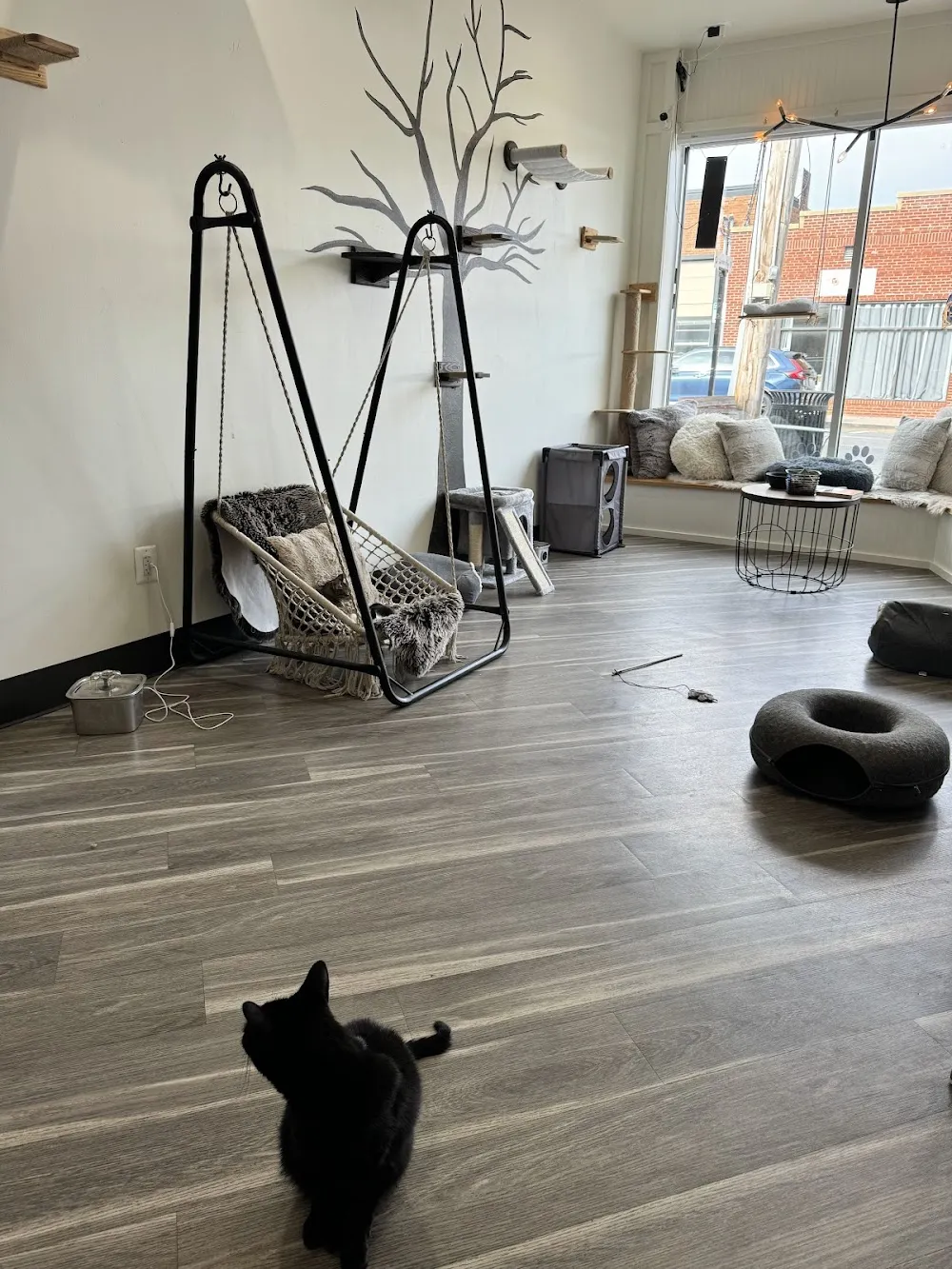 Meow Dyer Cat Cafe, LLC cat cafe in Leonardtown - interior