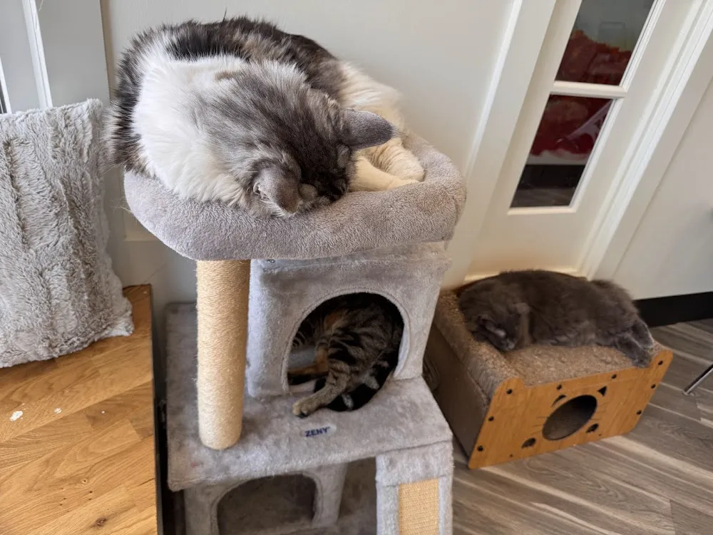 Meow Dyer Cat Cafe, LLC cat cafe in Leonardtown - atmosphere