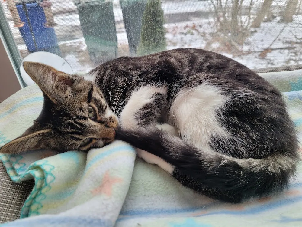 Meow Lounge cat cafe in Westbrook - cats