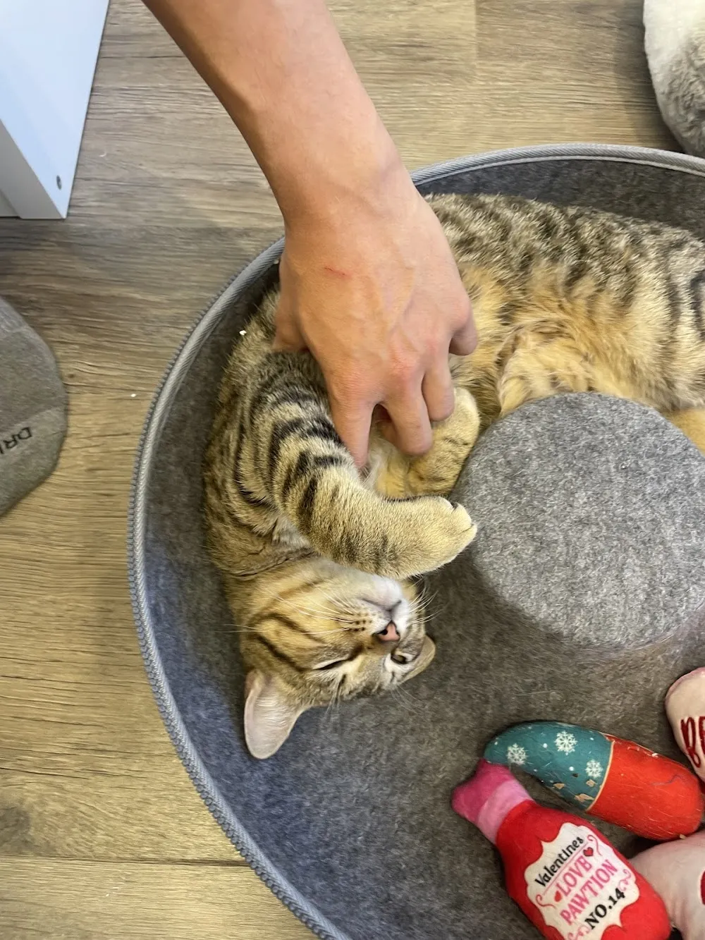 Meow Maison cat cafe in Washington - interior