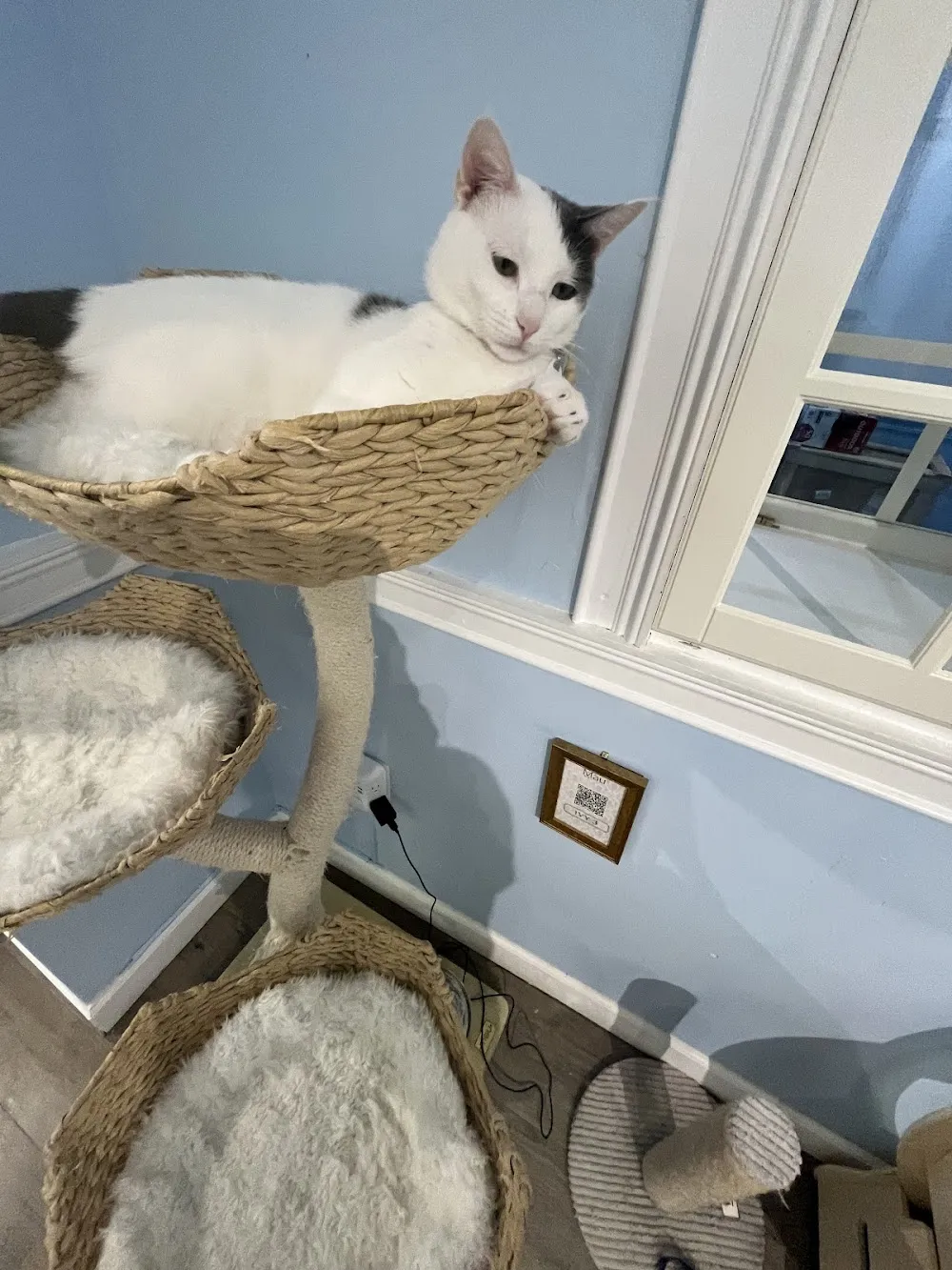 Meow Maison cat cafe in Washington - cats