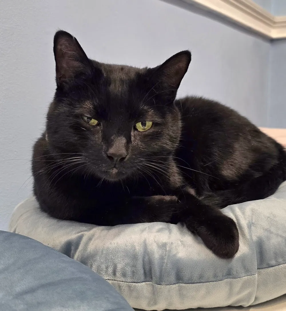 Meow Maison cat cafe in Washington - atmosphere