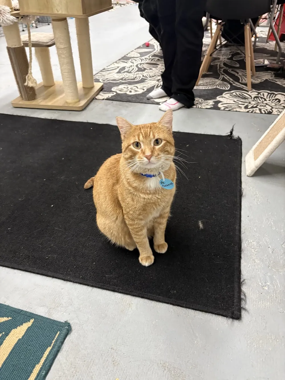 Meow & Mocha Cat Cafe - cat cafe in Guthrie