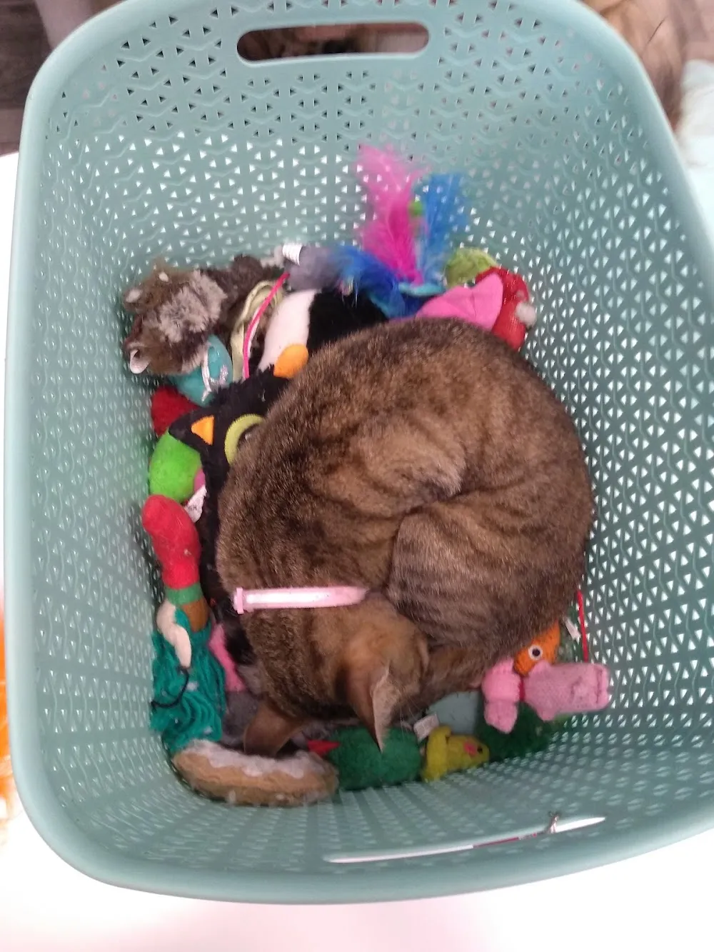 Meows Corner cat cafe in Sterling - cats