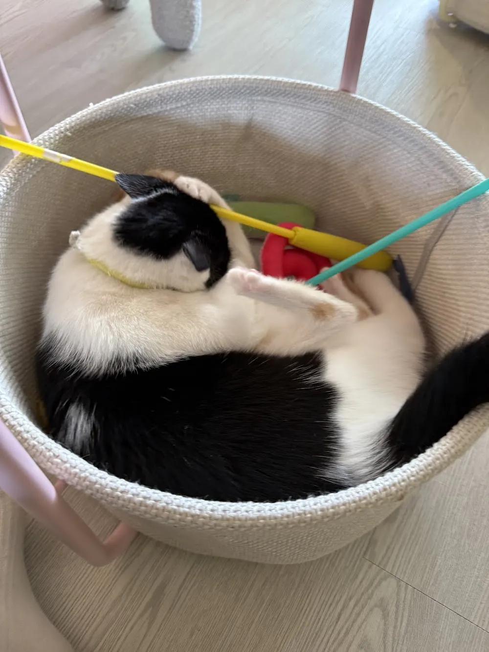 Meows Rakuen cat cafe in Gardena - interior