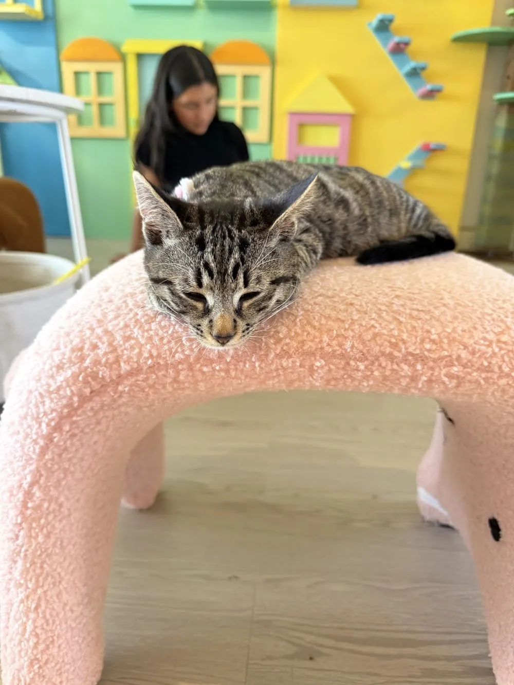 Meows Rakuen cat cafe in Gardena - cats