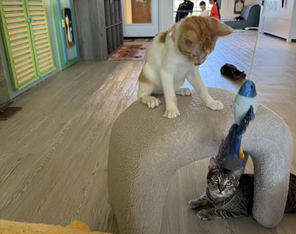 Meows Rakuen cat cafe in Gardena - atmosphere