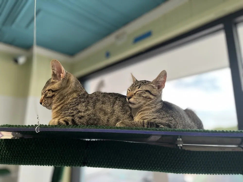 Meowter Banks Cat Cafe cat cafe in Kitty Hawk - atmosphere