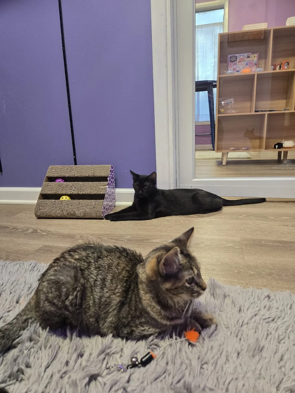 MeowTown cat cafe in Alton - cats