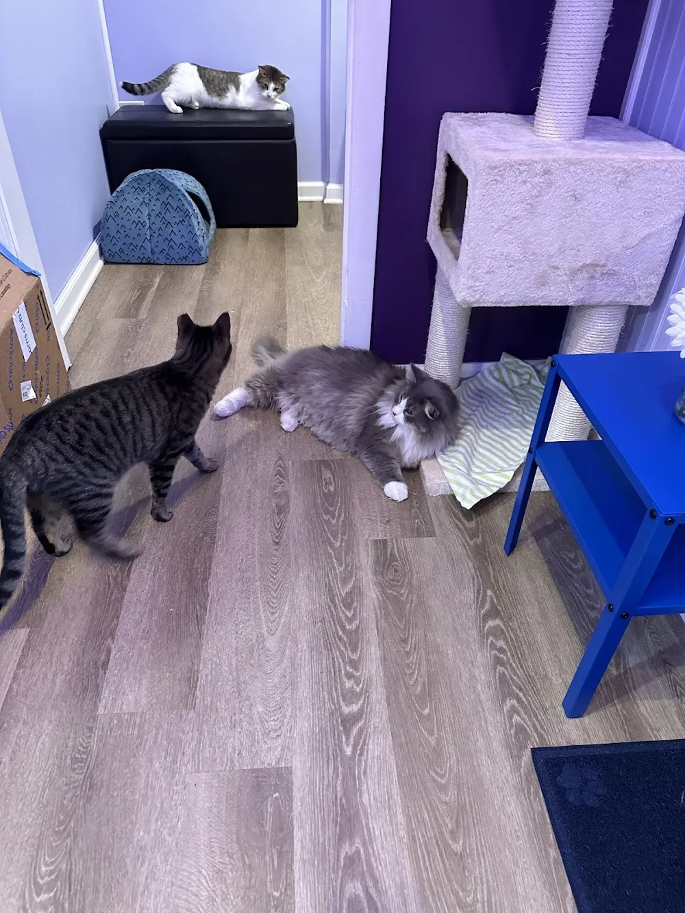 MeowTown cat cafe in Alton - atmosphere