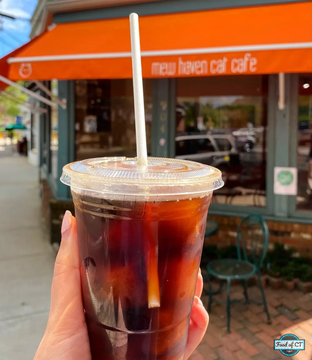 Mew Haven Cat Cafe cat cafe in New Haven - cats