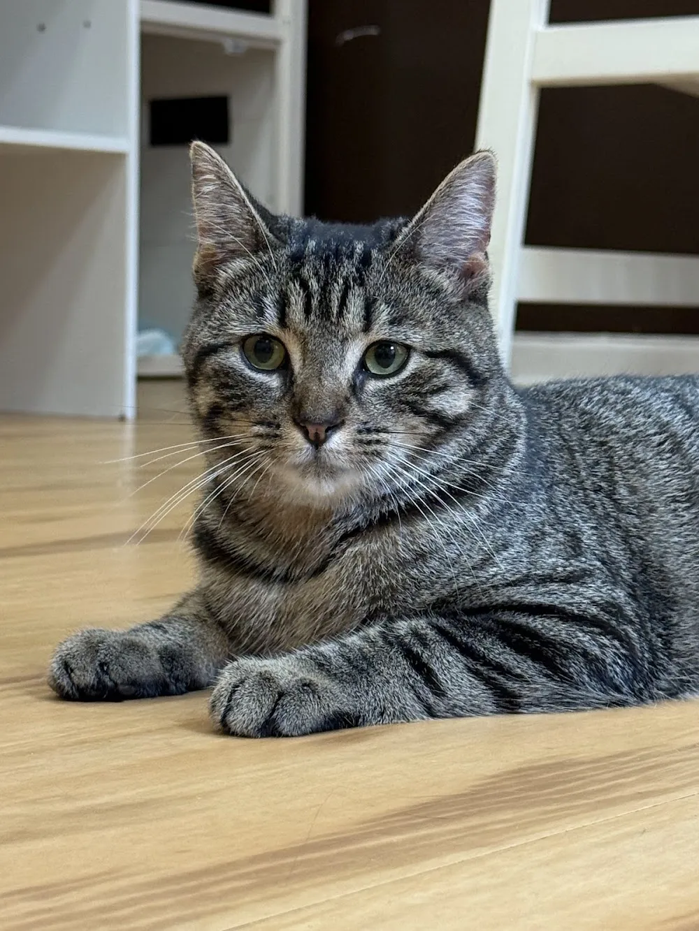 Mew Haven Cat Cafe cat cafe in New Haven - atmosphere