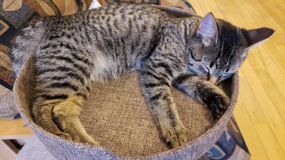 Miss J. La’s Fur Babies Cat Cafe cat cafe in Winnipeg - interior