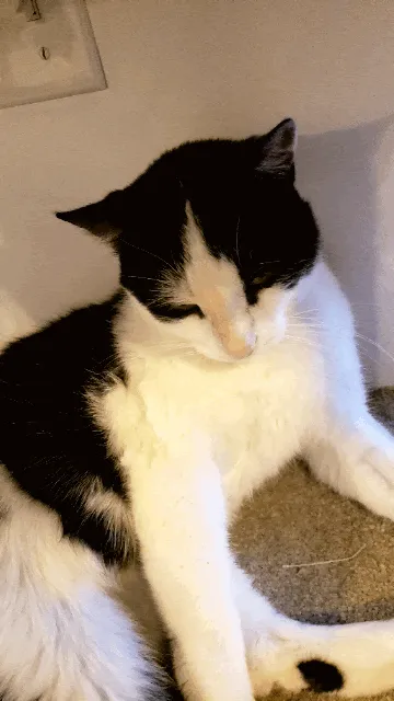 Miss J. La’s Fur Babies Cat Cafe cat cafe in Winnipeg - cats