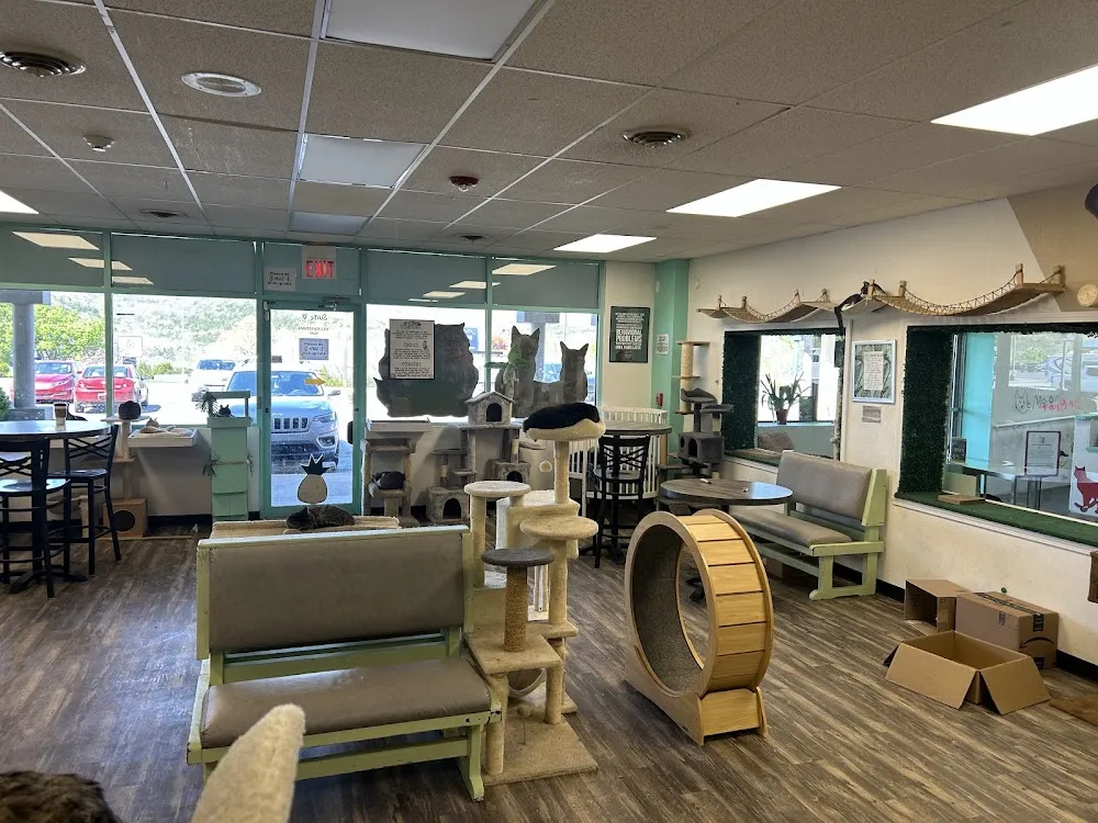 Mochas and Meows cat cafe in Branson - interior