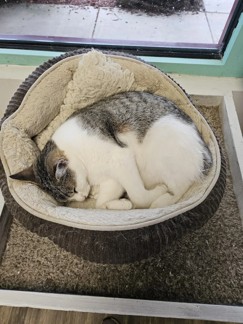 Mochas and Meows cat cafe in Branson - cats