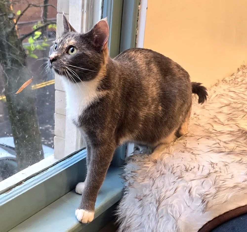 Mount Purrnon Cat Café + Wine Bar cat cafe in Alexandria - cats