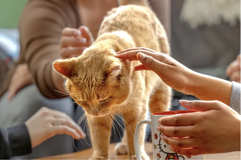 Mr. Kitty's Cat Café & Boutique cat cafe in Eau Claire - atmosphere